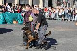 CHIENS D'INTERVENTIONS